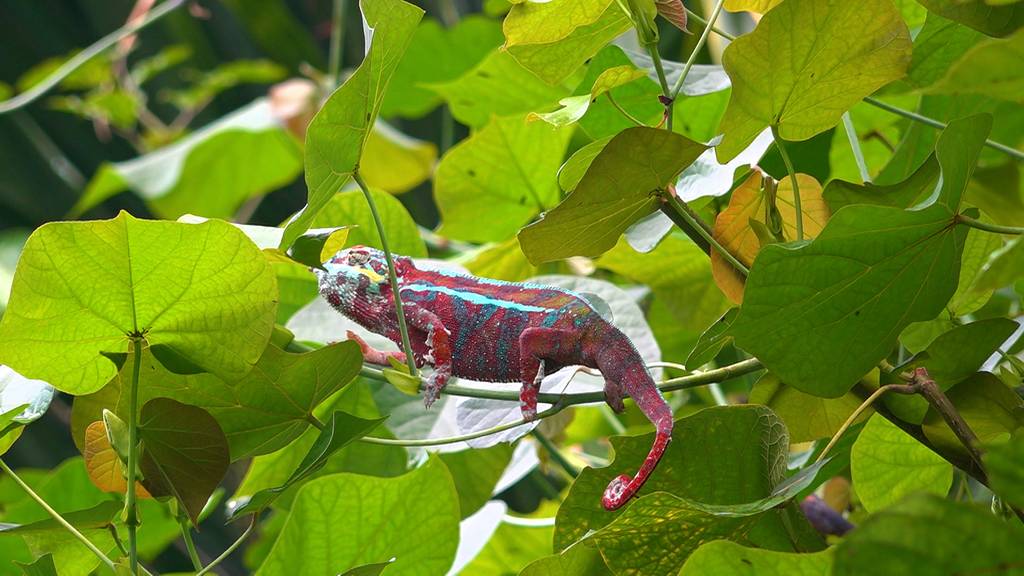 20 Jahre Masoala Regenwald – Blick hinter die Kulissen 