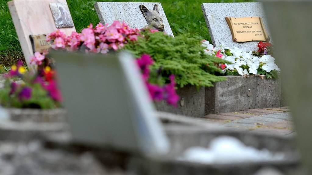 Das geliebte Haustier auf dem Friedhof besuchen zu können, bietet für manche Menschen Trost. (Symbolbild)