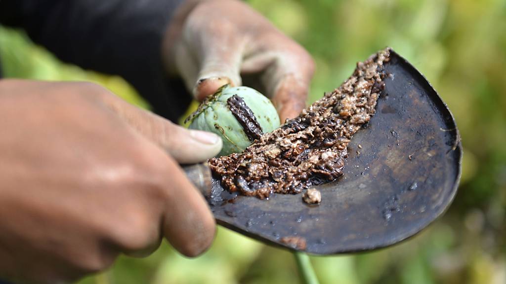 ARCHIV - Ein afghanischer Junge pflückt auf einem Feld Schlafmohn, aus dem Opium gewonnen wird. Foto: Mohammad Anwar Danishyar/AP/dpa