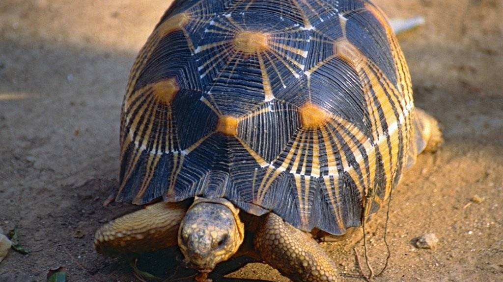 Die Strahlenschildkröte ist bei Wilderern wegen ihres gemusterten Panzers begehrt. (Archiv)