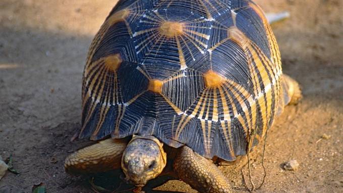 Vom Aussterben bedrohte Schildkröte aus Zoo in Perth gestohlen