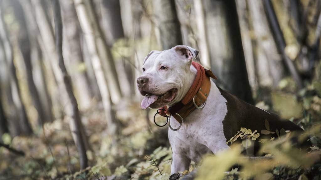 815 Kampfhunde im Aargau: Wer keine Bewilligung hat, wird hart bestraft