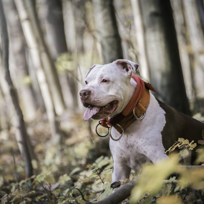 815 Kampfhunde im Aargau: Wer keine Bewilligung hat, wird hart bestraft