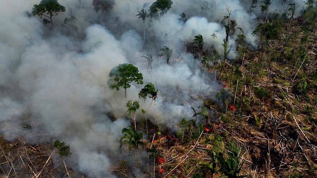 WWF: Brände in Brasilien vernichten unberührten Regenwald