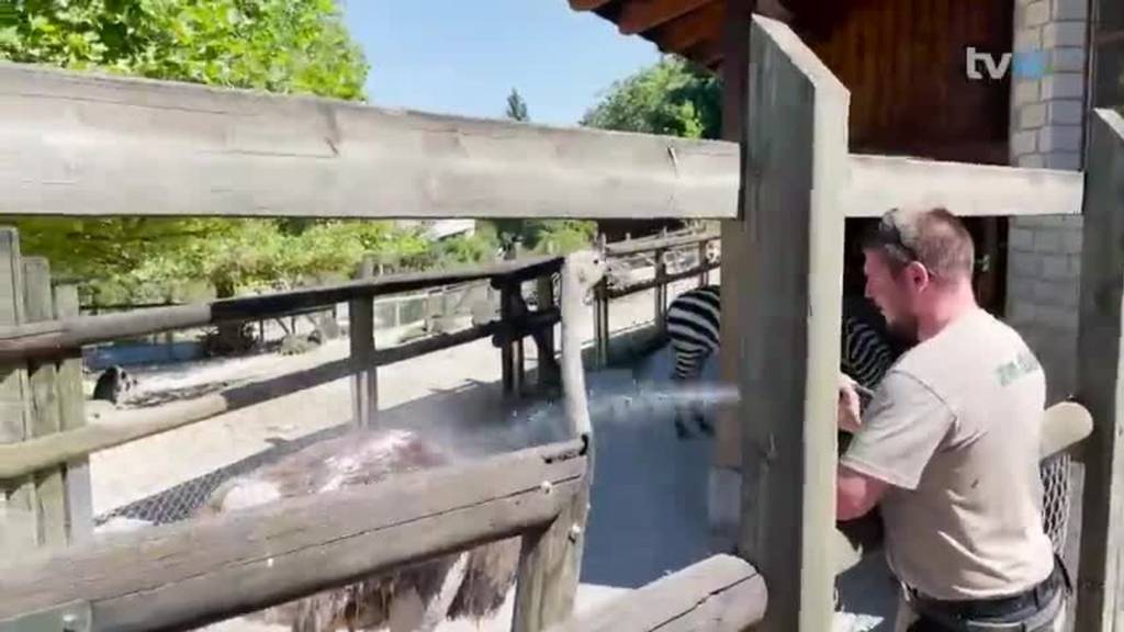 Affenhitze: Abkühlung für Tiere im Walter Zoo