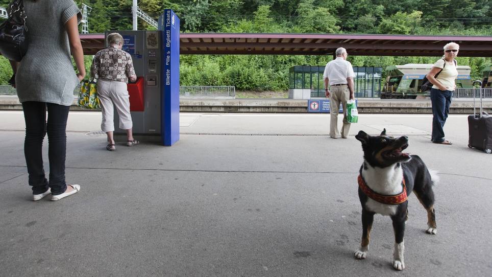 Ein Hund reiste alleine im Zug mehrere Stationen weit. (Symbolbild)