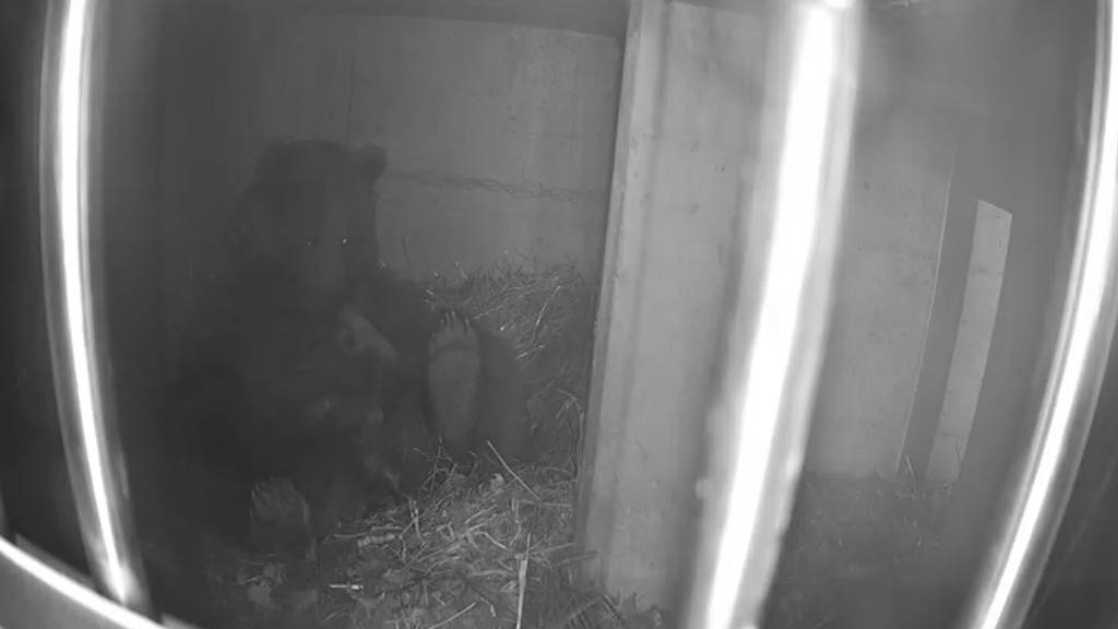 Erstmals seit 18 Jahren: Bärennachwuchs im Natur- und Tierpark Goldau