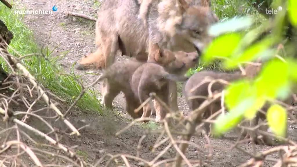 Neue Massnahmen gegen Ausbreitung des Wolfs geplant