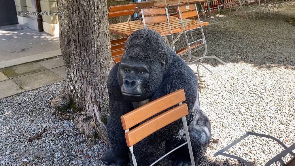 «Rüdiger wo bist du?» Bierhübeli-Gorilla wird vermisst