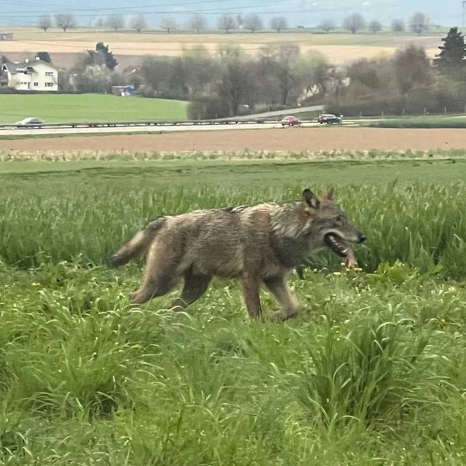 Wolf reisst 12 Schafe in Flums