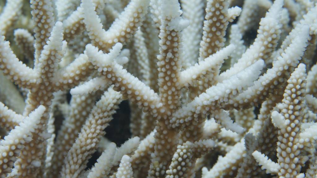 Korallenriffe vor Kenia trotzen den Folgen des Klimawandels