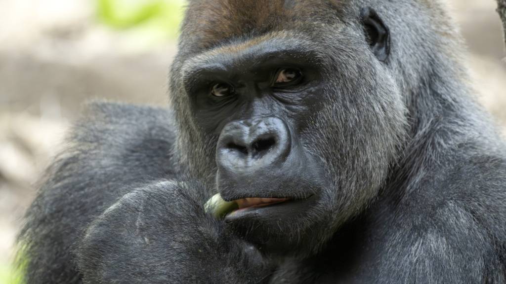 Gorilla-Silberrücken Yeba ist im November 2025 zur Gorilla-Gruppe im Zoo Basel gestossen. Seit Dienstag steht er im Zusammenhang mit zwei Todesfällen in der Gruppe. (Archivbild)