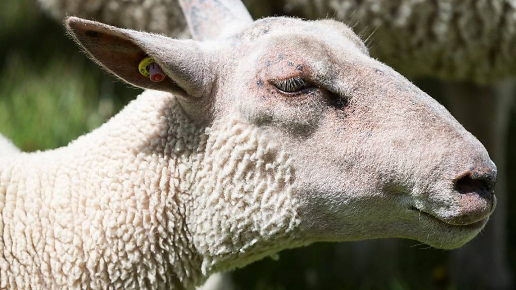 Berner Nutztiervereinigung fordert Aufklärung zu Tod von 20 Schafen