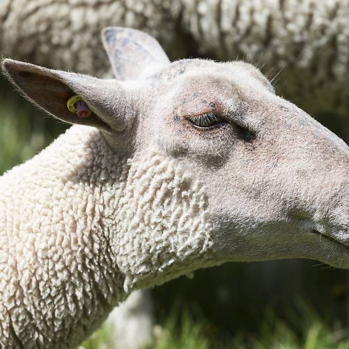 Berner Nutztiervereinigung fordert Aufklärung zu Tod von 20 Schafen