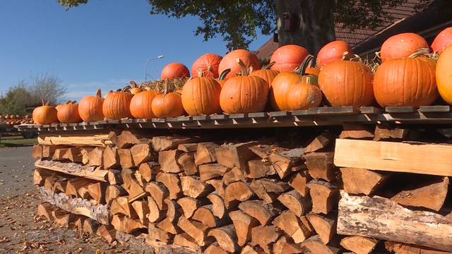 Herbst bringt Kürbis-Wahnsinn mit sich