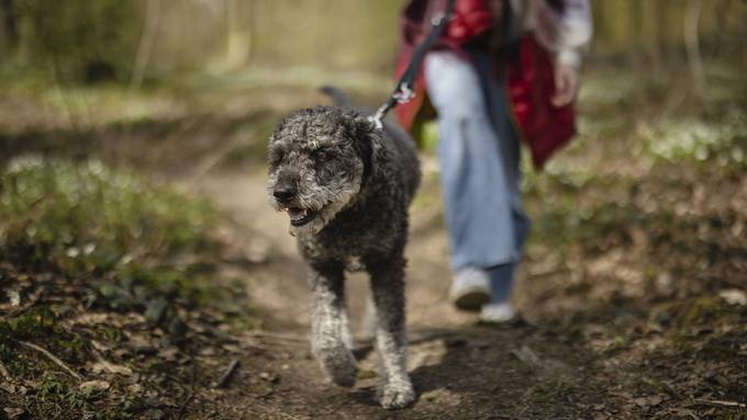 Leinenpflicht für Hunde im Wald: So umstritten bleibt das Thema im Grossen Rat
