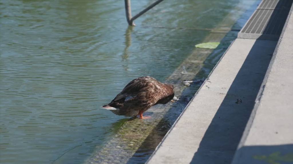 Entenflöhe im Moossee