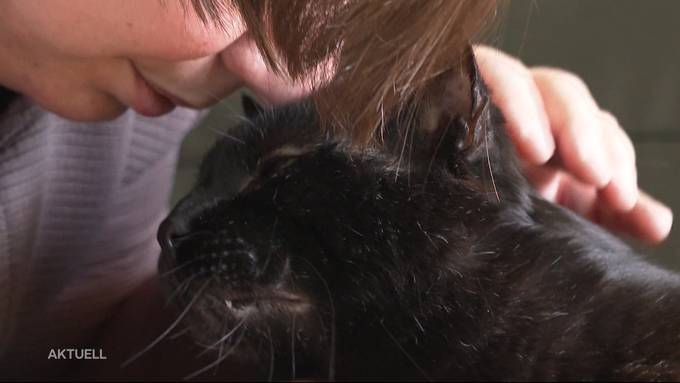 Happy End: Dreibeiniger Kater hat neues Zuhause gefunden