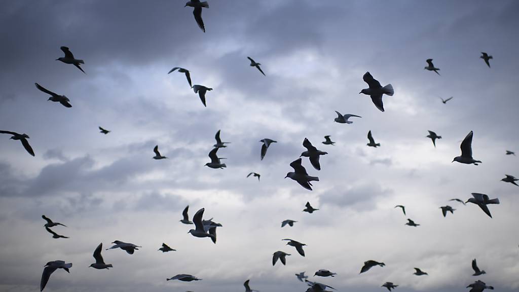 Millionen Vögel sterben beim Flug in eine Glasscheibe
