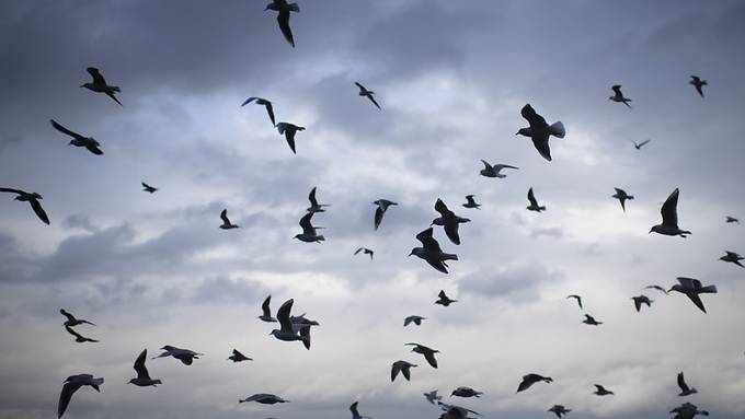 Millionen Vögel sterben beim Flug in eine Glasscheibe