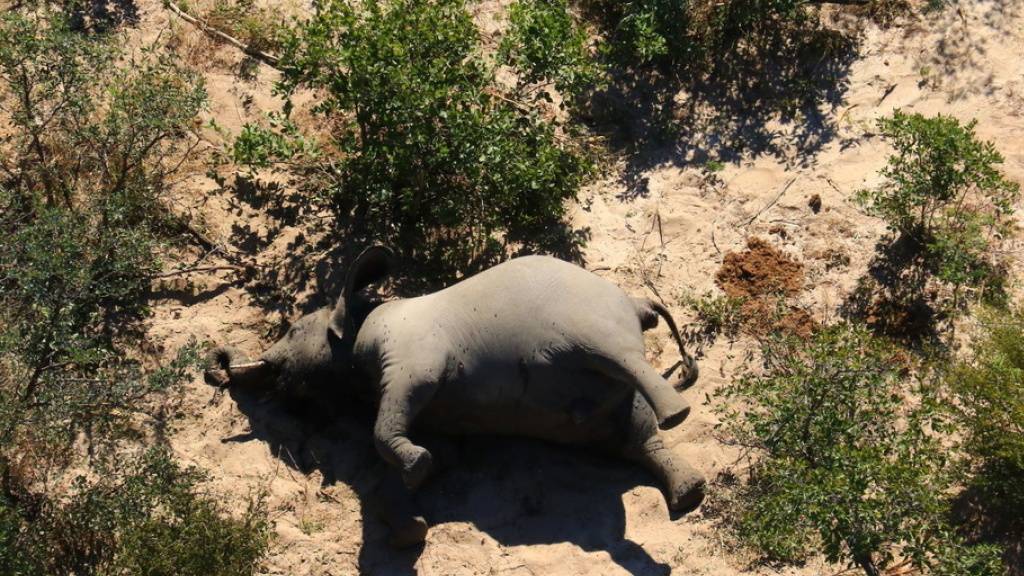 Einer von etwa 350 Elefanten-Kadavern in Botswana. Die Ursache für das Massensterben der Dickhäuter ist ein Rätsel.