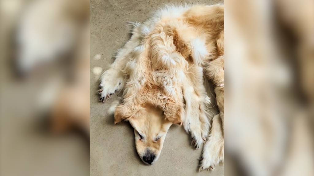 Tierpräparatorin wehrt sich gegen Hundeteppich-Schlagzeilen
