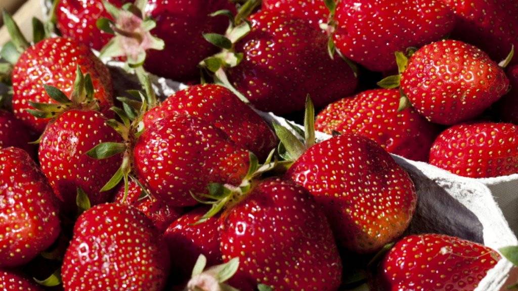 Australische Behörden sind alarmiert: In Supermarkt-Erdbeeren wurden Stecknadeln gefunden. (Symbolbild)