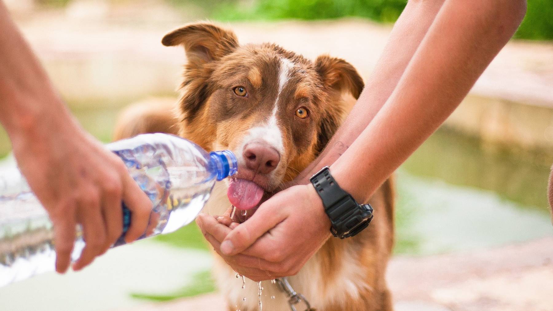 Hund trinkt Wasser