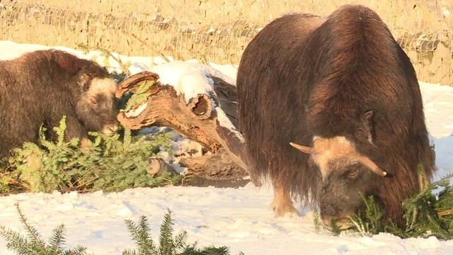 So gehen Tiere mit der Kälte um