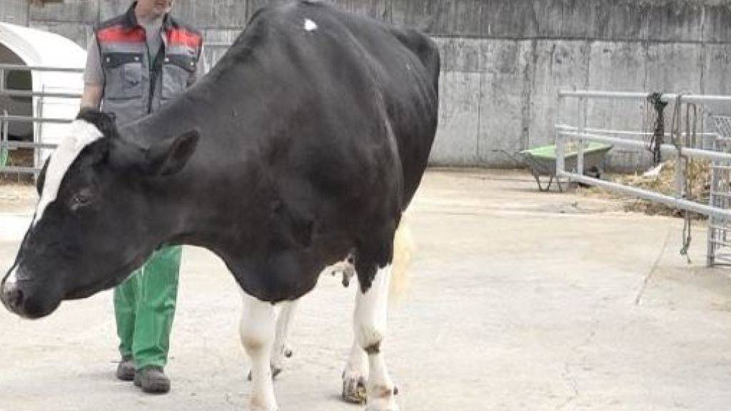 Die Kuh «Haiti» von Markus Wyss in Grasswil BE ist bald 20-jährig und die lebende Kuh mit der höchsten Milch-Lebensleistung.