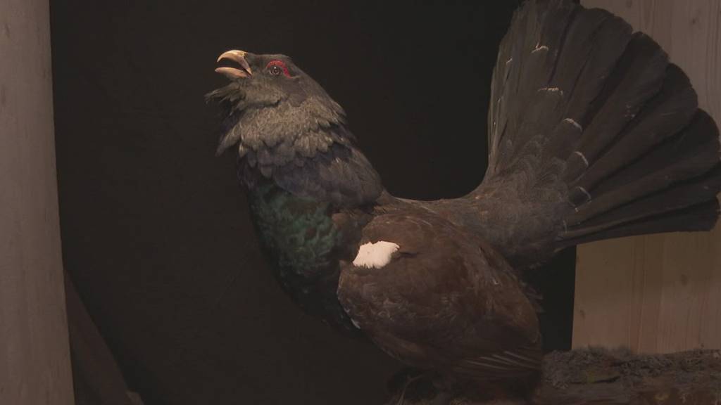 Dauerausstellung von 250 Wildtierexponaten im Melchtal