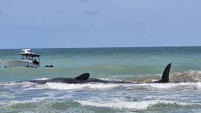 Rund 20 Meter langer Pottwal vor Floridas Küste gestrandet