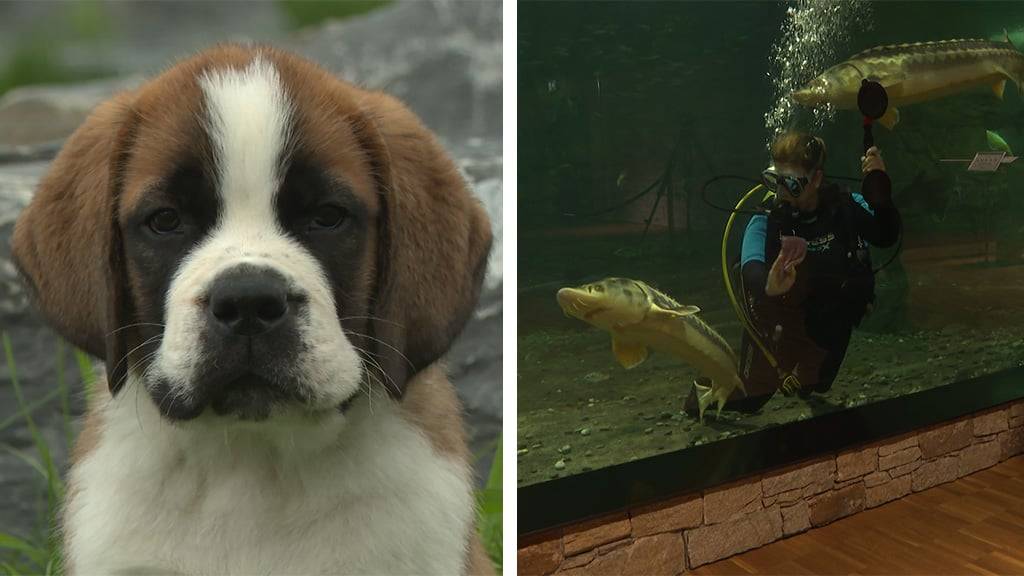 Neueröffnung Barryland / Aquariumreinigung