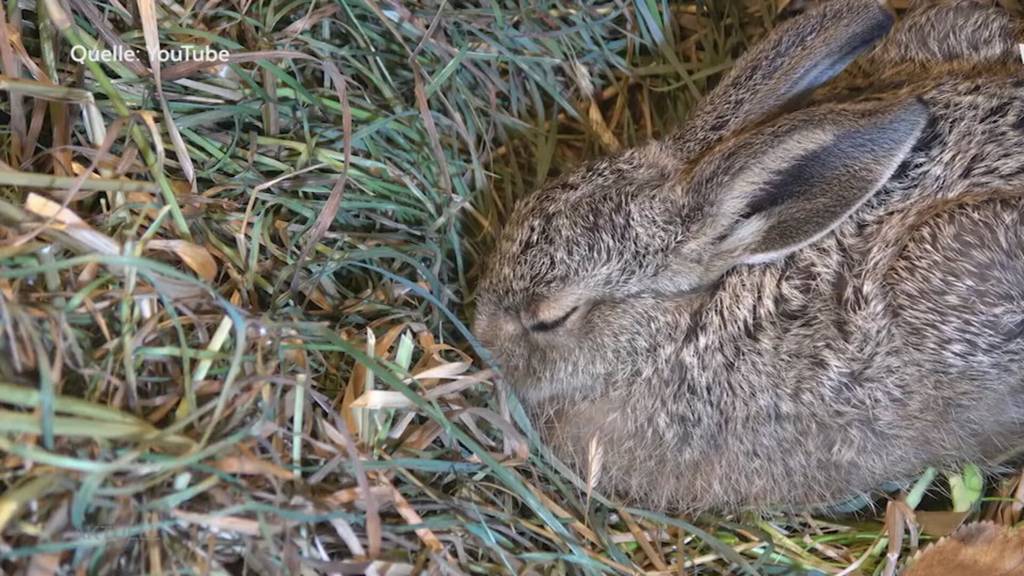 Leinenpflicht im Wald: Halten sich Hundebesitzer daran?