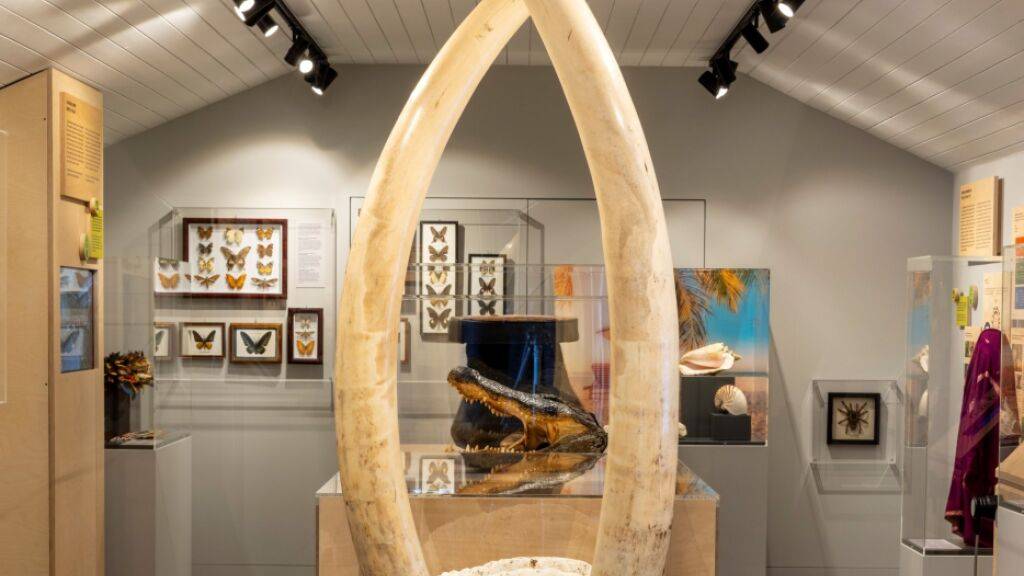 Zwei Elefantenstosszähne, die so hoch sind wie ein Mensch, gehören laut dem BAZG zu den beeindruckendsten Exponaten der Ausstellung.