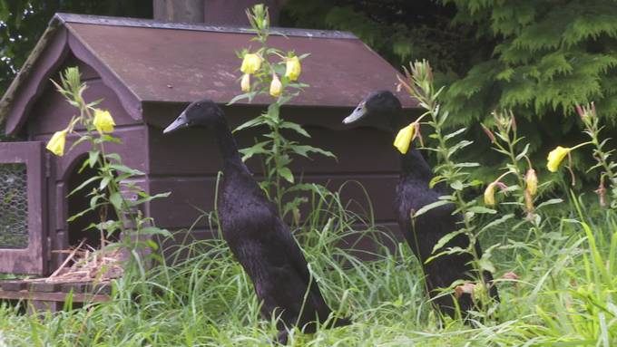 Enten mieten zur Schnecken-Bekämpfung