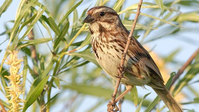 Forschende enthüllen Genome von hunderten Vögeln