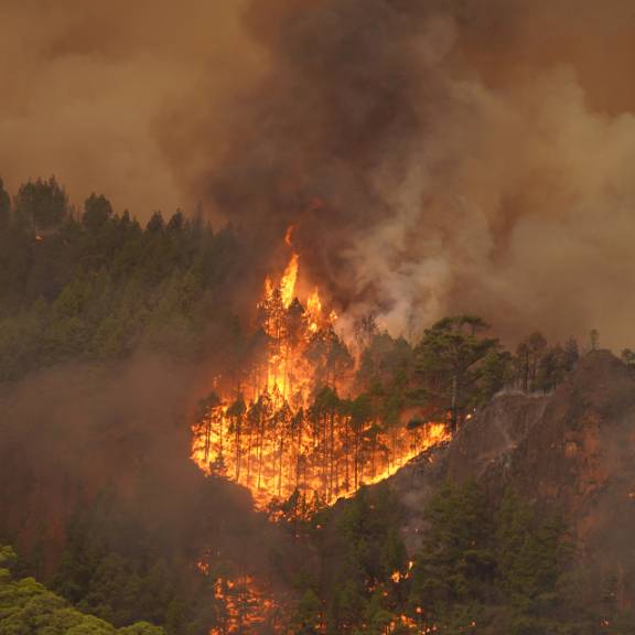 Waldbrand auf Teneriffa: Schon fast 3300 Hektar zerstört
