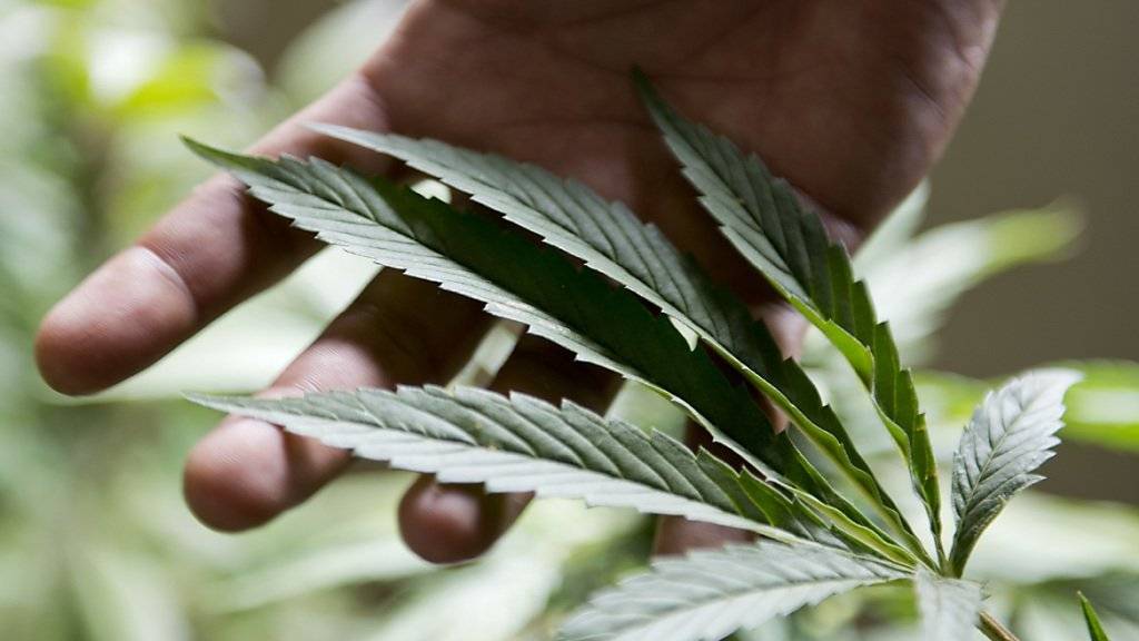 Mit der Cannabis-Pflanze hat K2 nichts am Hut: Die synthetische Droge wird häufig auf Pflanzen geträufelt und gaukelt so dem Konsumenten vor, ein nattürliches Produkt in den Händen zu halten (Symbolbild).