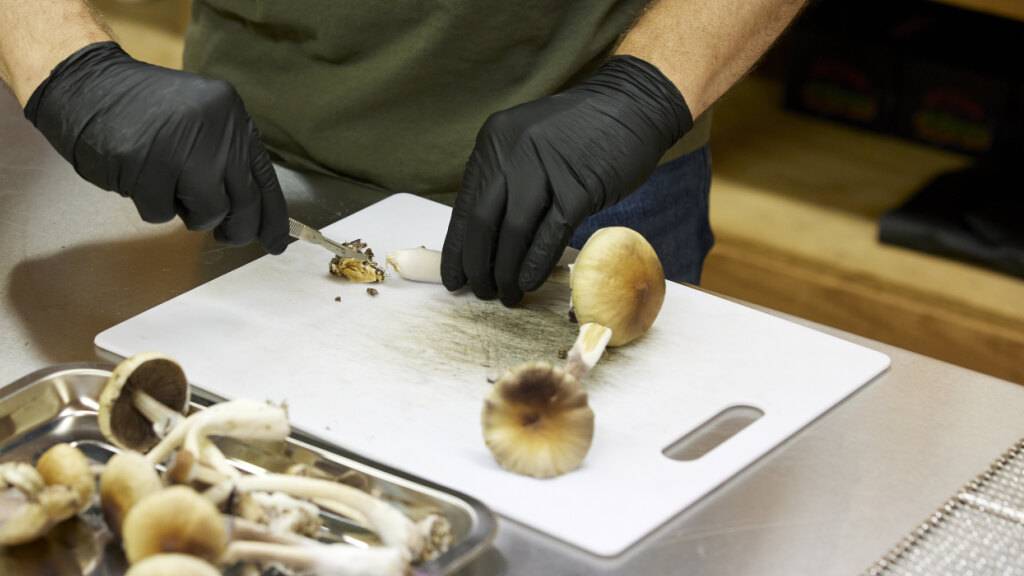 Der in sogenannten «Magic Mushrooms» enthaltene Stoff Psilocybin könnte das Gehirn empfänglicher für die unmittelbare Umgebung und neue Erfahrungen machen. (Symbolbild)