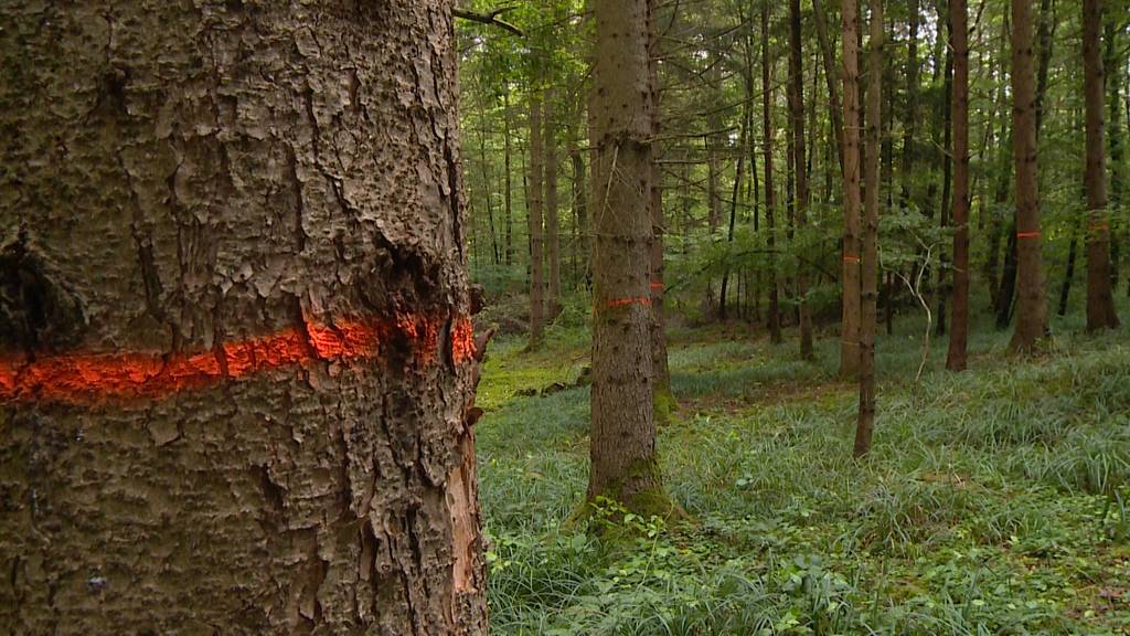 Rund 100’000 Bäume müssen wegen Borkenkäferplage gefällt werden 