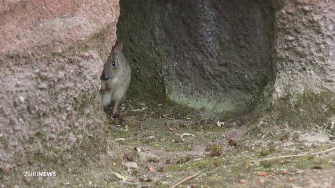Feinschmecker auf Pfoten: Trüffeltraining im Zoo Zürich