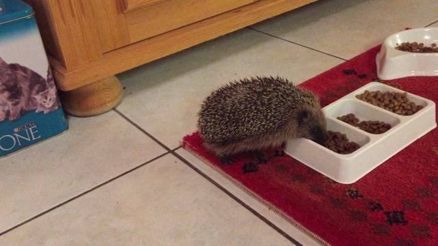 Der Besuch des hungrigen Igels