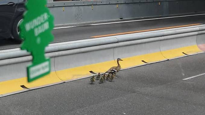 Entenfamilie von Autobahn gerettet