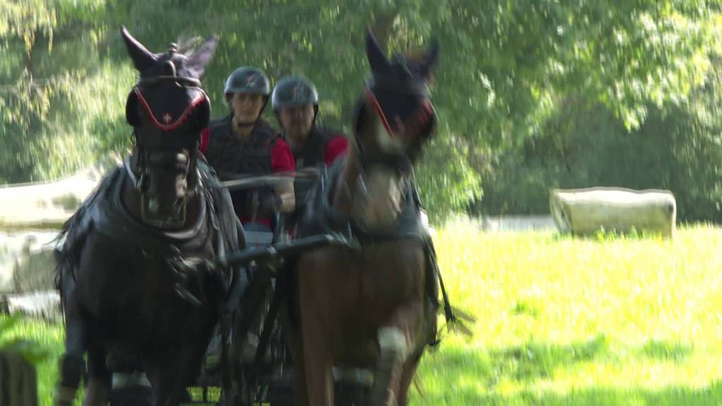 Nichts für Zartbesaitete: WM-Training mit Pferd und Wagen