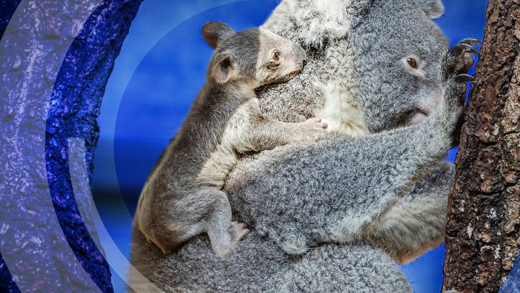Im Zoo Zürich zeigt sich der erstmalige Koala-Nachwuchs