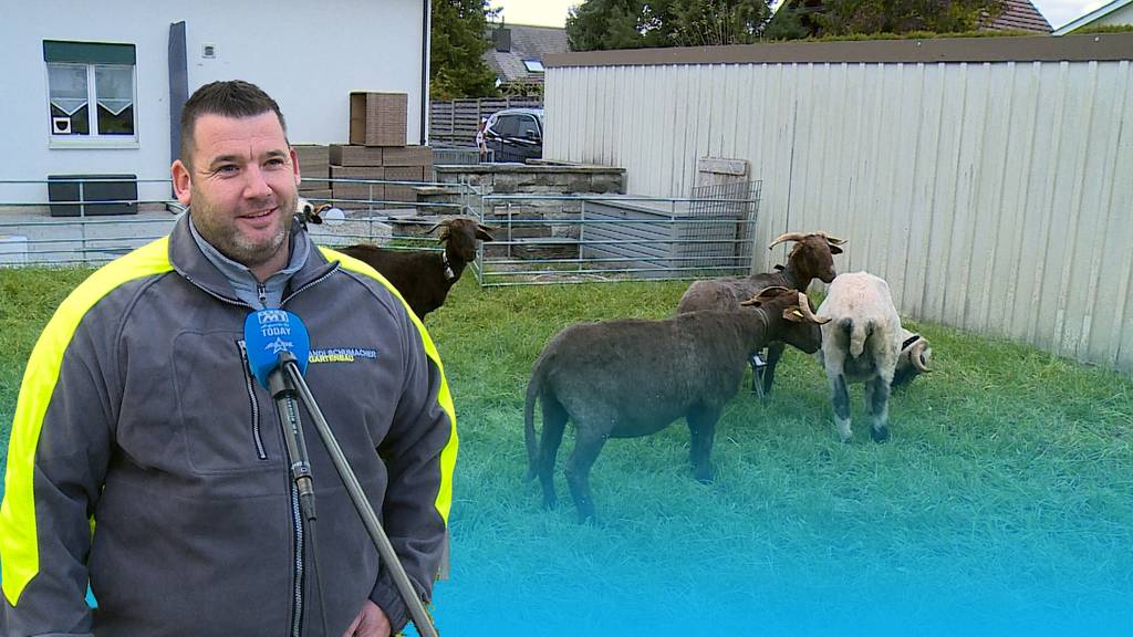 Ein Aargauer Garten-Profi vermietet seine Schafe als «Rasenmäääher»