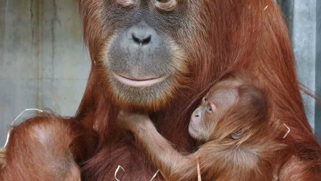 Unerwartete Schwangerschaft, unbekannter Vater: Affen-Mutter Cahaya mit ihrem jüngsten Nachwuchs Utu («Floh»).