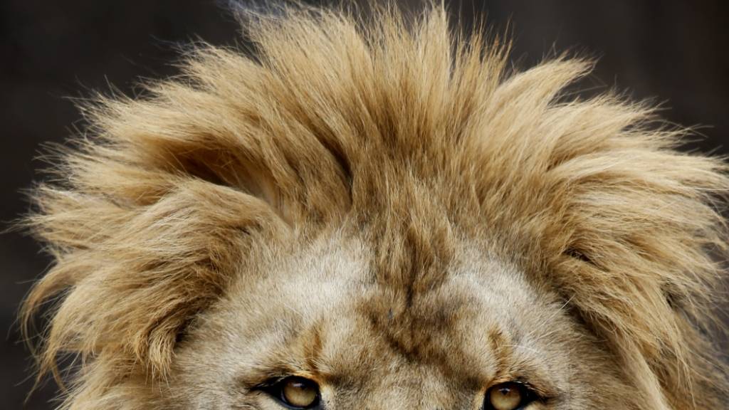 Ein Löwe ist aus einem italienischen Zirkus entwischt. (Symbolbild)