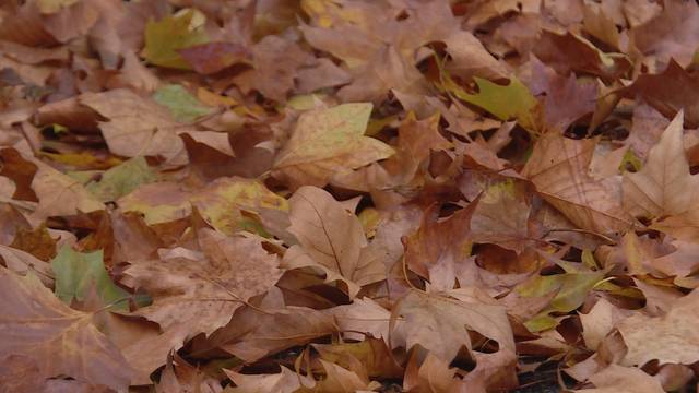 Herbstliches Bern